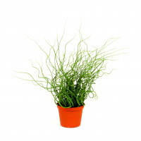 Juncus Effusus, 40 cm, getopft Juncus Effusus, 40 cm, getopft