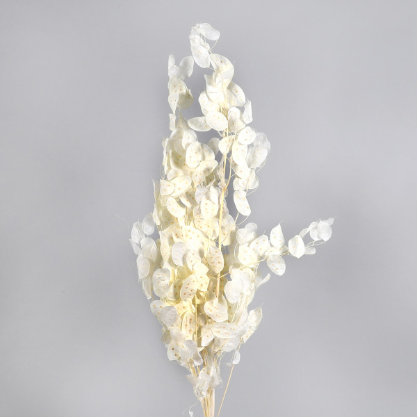 Lunaria soft Btl. x 100 gr.