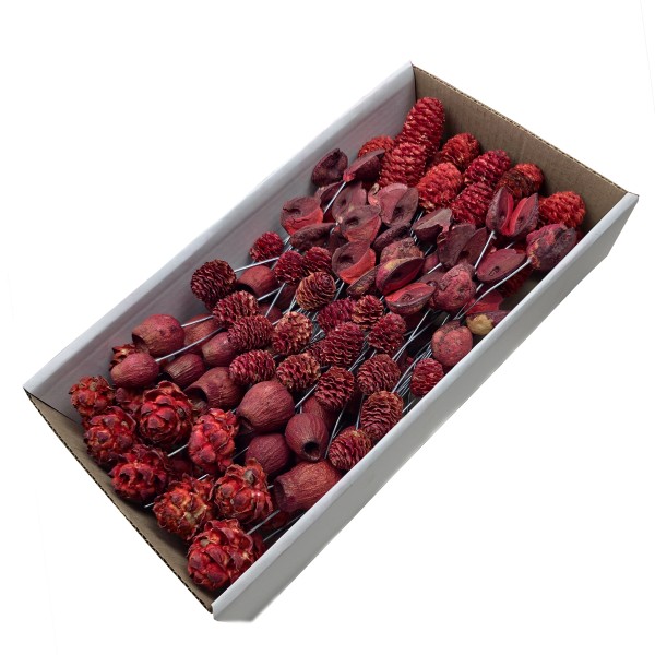 Leucodendronköpfe mix am Draht 100Stück rot