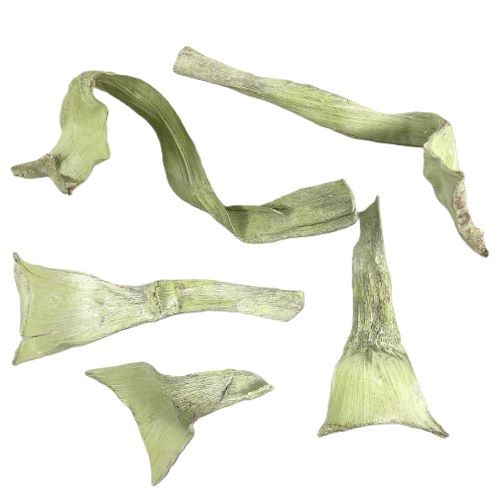 Agave Mini green frostet 25 Stück im Polybeutel