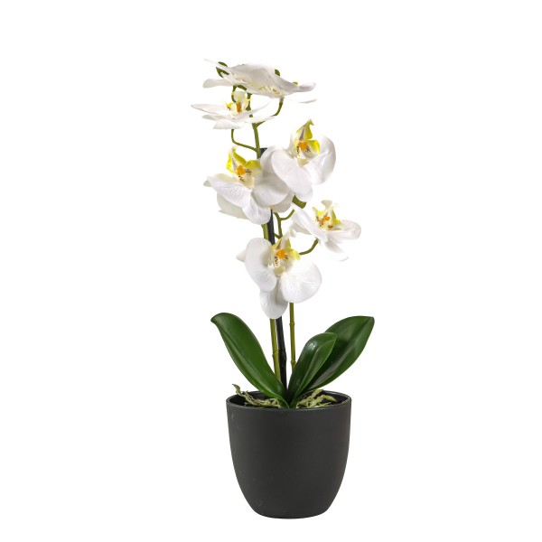Phalaenopsis x 2, getopft, 41 cm, weiß