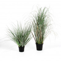 Wintergras Wintergras