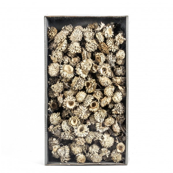 Acorn Cones Tray x 2 KG white washed