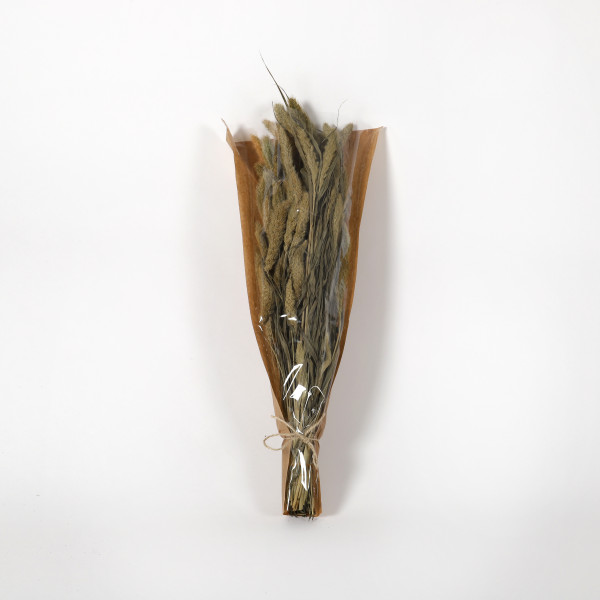 Setaria Gras 50-60 cm Bund 100 gr. natur