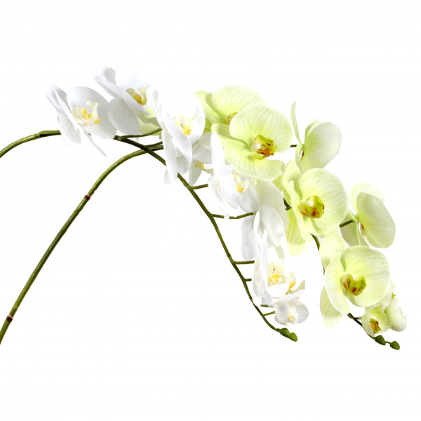 Phalaenopsis-Zweig 114 cm