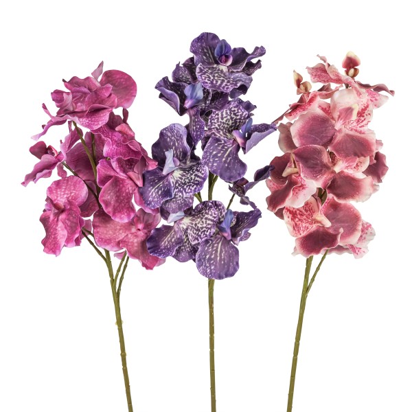 Cymbidium, 76 cm