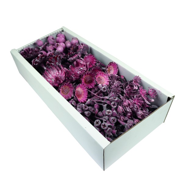 Exoten Sortiment Afrika rosa frosted (Fensterkarton x 50 St.)
