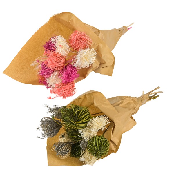 Ammi Majus Bund 12 Stück weiß