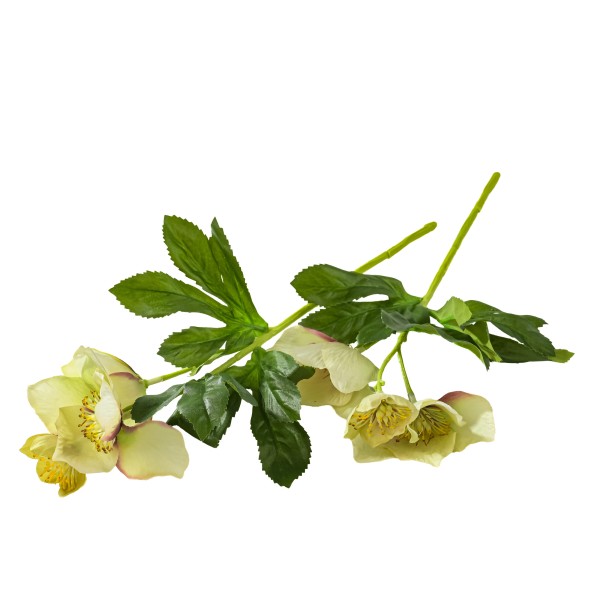 Christrose x 3 Blüten, L33cm pink/grün/weiß