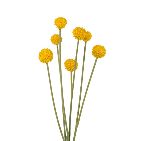 Craspedia, 67cm, gelb