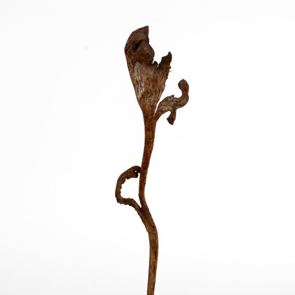 NATRAJ Geweihholz groß