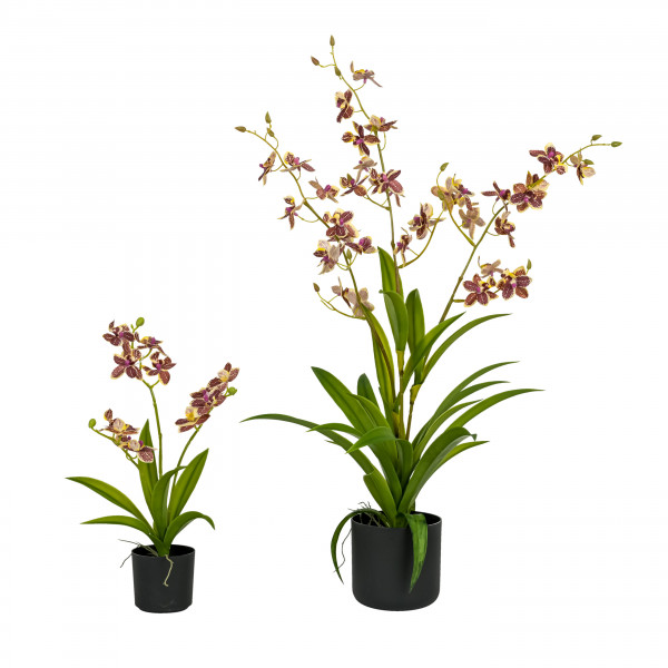Dendrobium, getopft