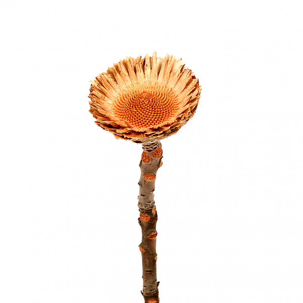Khejur Stick 80-100 cm natur (Pol ybeutel x 20 St.)