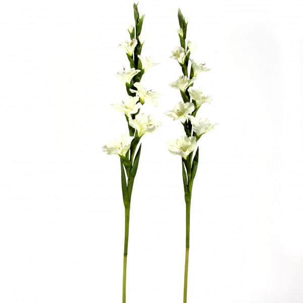 Gladiole, 108 cm, creme-weiß