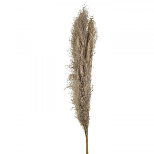 Pampasgras Thai 140 cm 3 Stk xBtl. natur